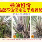 棕油好价 施肥不该仅专注于高钾肥