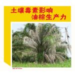 土壤毒素影响油棕生产力