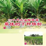 10个月大油棕秧苗最佳的下种秧龄