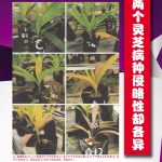 两个灵芝病种侵略性却各异