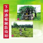 下种油棕秧苗须知