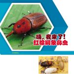 嗨,我来了!红棕榈象鼻虫