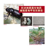 粒状根腐菌生物药摧毁犀角甲虫效果佳