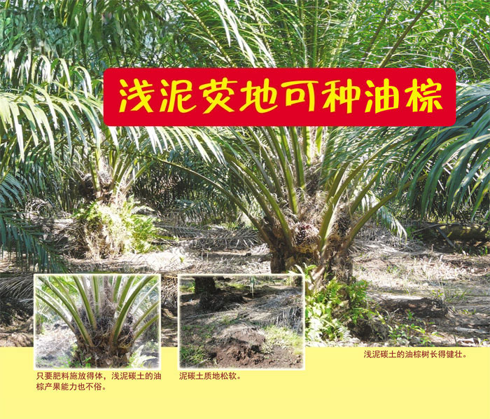 Read more about the article 浅泥碳地可种油棕