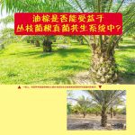 油棕是否能受益于丛枝菌根真菌共生系统中?