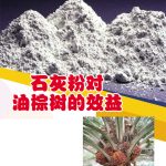 石灰粉对油棕树的效益