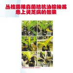 丛枝菌根真菌拮抗油棕秧苗患上灵芝病的效果