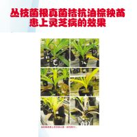 丛枝菌根真菌拮抗油棕秧苗患上灵芝病的效果