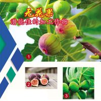 无花果潜能佳的加工作物