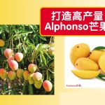 打造高产量Alphonso芒果