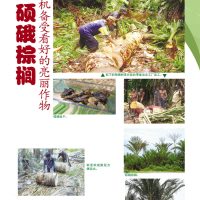 硕俄棕榈商机备受看好的亮丽作物