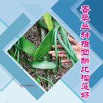 香草兰种植回酬比榴莲好