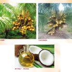 MARDI Bagan Datuk 评估 Tacunan 矮种青椰首年收成与椰子品质