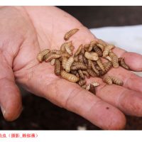 零废弃物大突破！黑水虻分解动物粪便，又可当蛋白质饲料