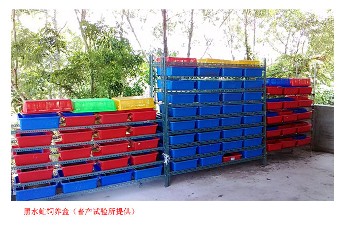 Read more about the article 如何养好黑水虻（畜产试验所提供）