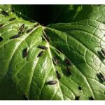 第三大产业昆虫,浑身是宝拯救万千畜禽养殖户!