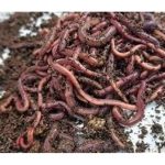 开发昆虫饲料 养殖降本增效