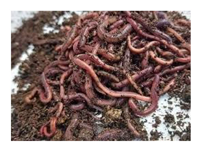 Read more about the article 开发昆虫饲料 养殖降本增效