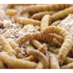 昆虫饲料市场规模和份额分析 – 增长趋势和预测(2024 – 2029)