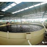 马来西亚现代化室内饲养金凤鱼