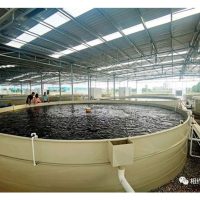 马来西亚现代化室内饲养金凤鱼