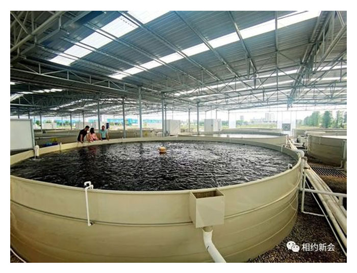 Read more about the article 马来西亚现代化室内饲养金凤鱼