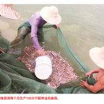 高配种金凤鱼肉肥美经济效益佳