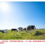 放牧的力量,产出了最好的牛奶  香气甜美,入口清爽