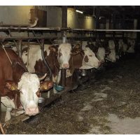 全世界有2.5亿只奶牛  在顶着乳房爆炸的危险产奶