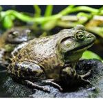 牛蛙养殖需要掌握的技术环节