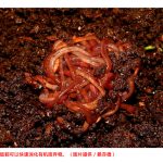 自制堆肥箱养蚯蚓,不必追垃圾车倒厨余!饲养密技大公开,赖亦德盼解决农废问题