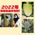2022年黄梨新品种驾到!