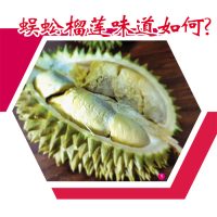 蜈蚣榴莲味道如何