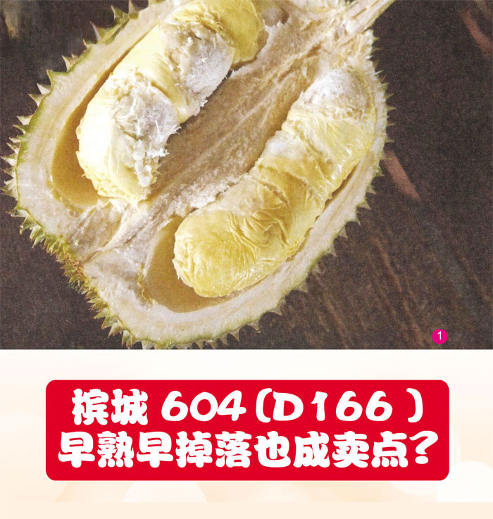 Read more about the article 槟城604(D166)早熟早掉落也成卖点?