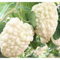 蔬菜界“白衣天使” 白玉苦瓜经济效益高