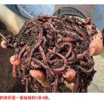 蚯蚓农夫的“黑金”计划 养殖蚯蚓制作有机堆肥