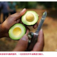 牛油果为何成为墨西哥苦难之源?