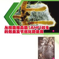 丛枝菌根真菌(AMF)共生的效益及节省化肥使用