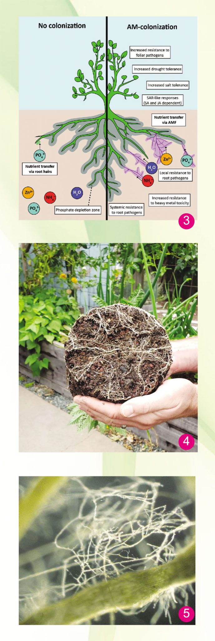 丛枝菌根真菌(AMF)共生的效益及节省化肥使用 - 农业天地网