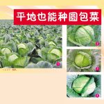 平地也能种圆包菜