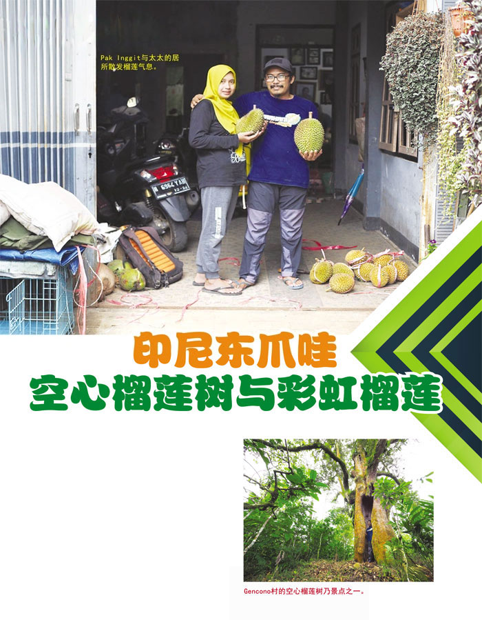 You are currently viewing 印尼东爪哇空心榴莲树与彩虹榴莲!