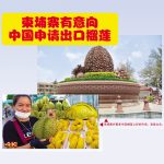 柬埔寨有意向中国申请出口榴莲
