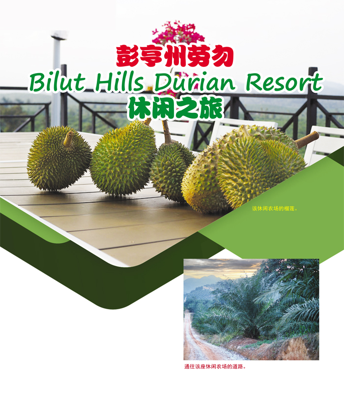 Read more about the article 彭亨州劳勿 Bilut Hills Durian Resort 休闲之旅