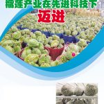 榴莲产业在先进科技下迈进