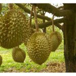 2025年全球榴莲市场与需求走势