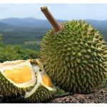 成龄榴莲需要硫酸钾吗?