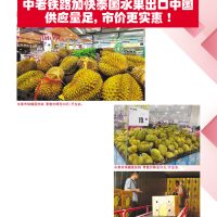 中老铁路加快泰国水果出口中国供应量足,市价更实惠!