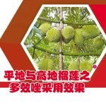 平地与高地榴莲之多效唑采用效果