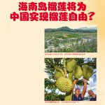 海南岛榴莲将为中国实现榴莲自由?