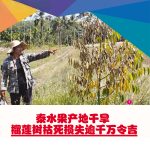 泰水果产地干旱 榴莲树枯死损失逾千万令吉